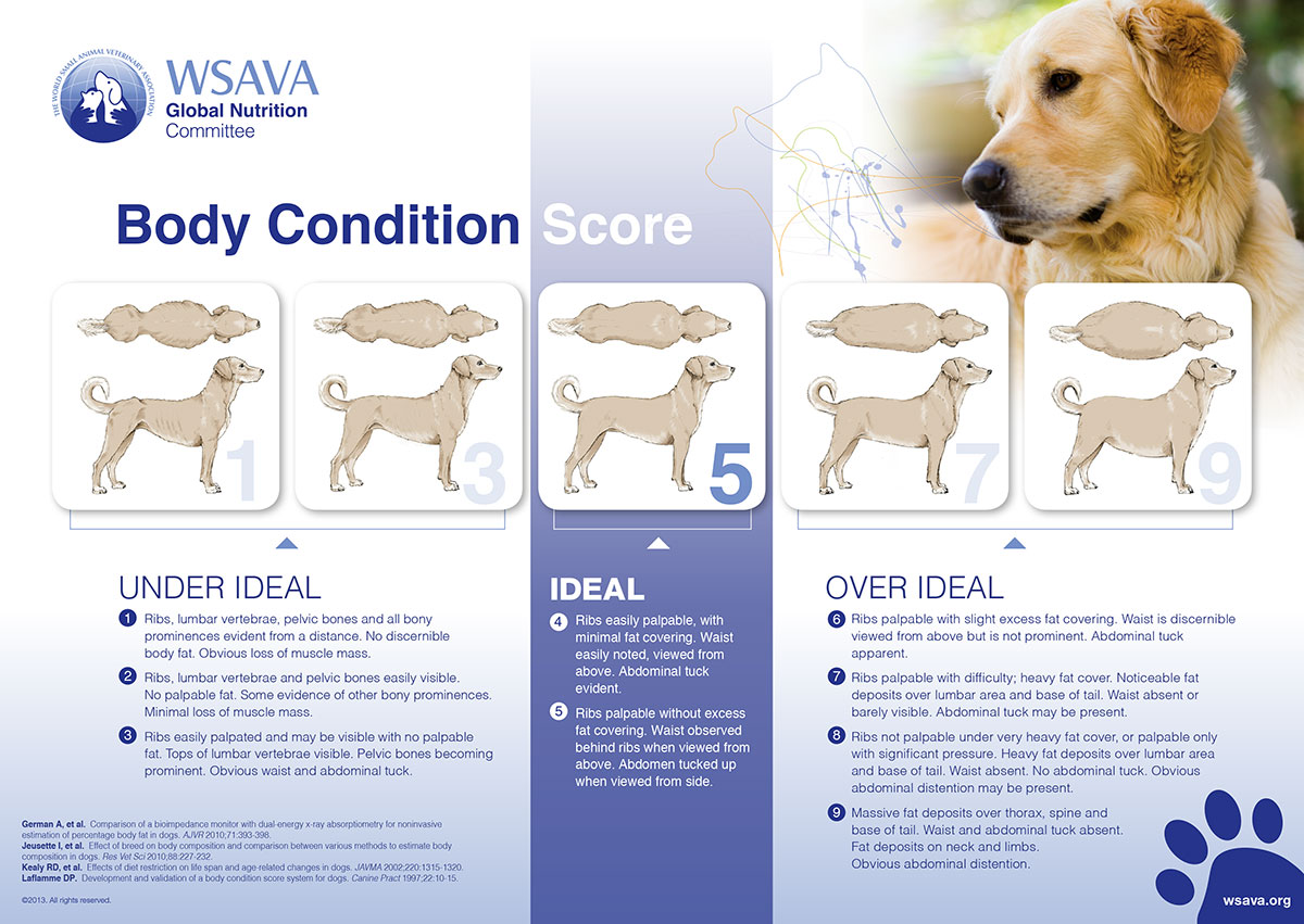 Body condition score dog wsva