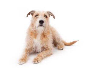 mixed-breed-large-scruffy-dog-laying-down