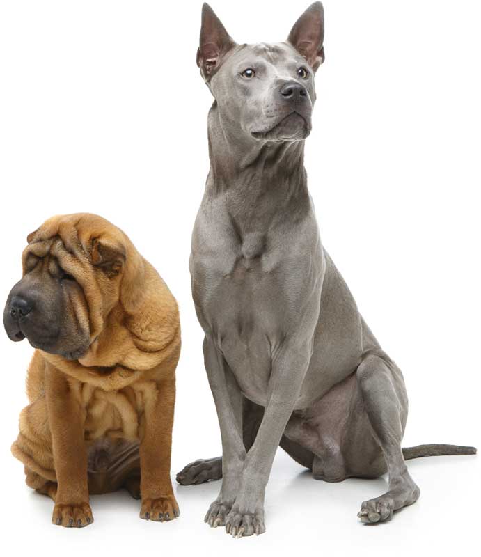 Two sitting dogs