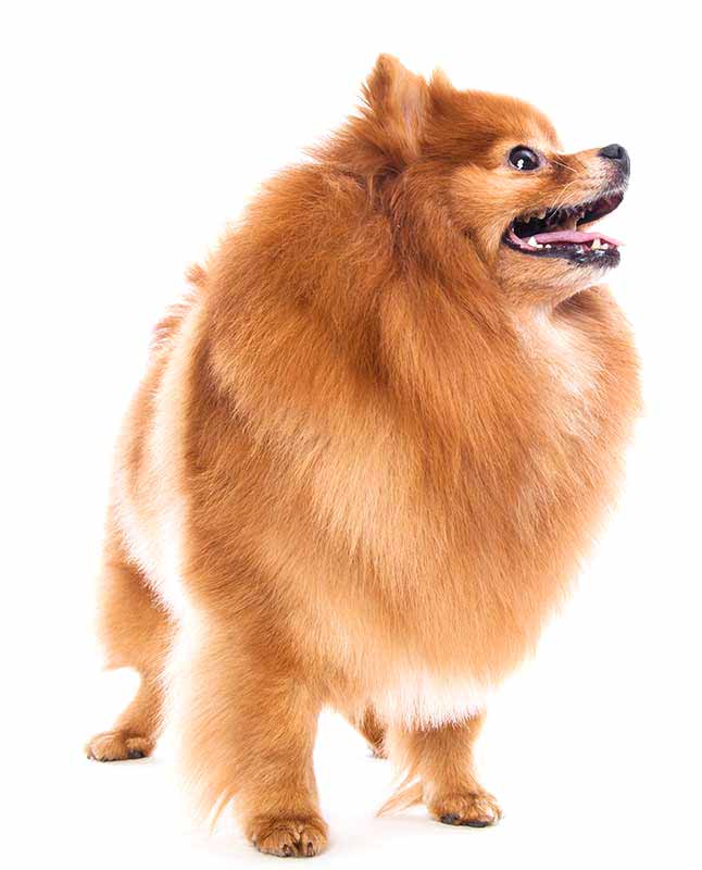 Pomeranian dog