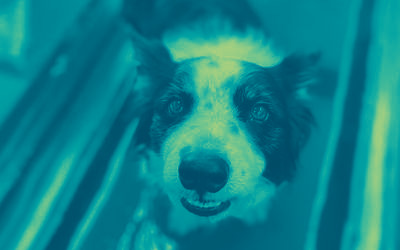 Canine Hydrotherapy