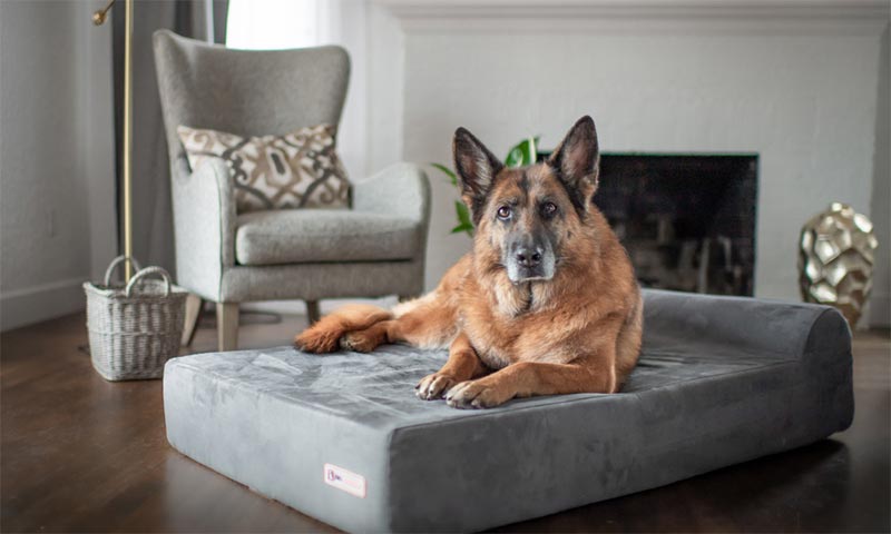 Big barker dog deals bed