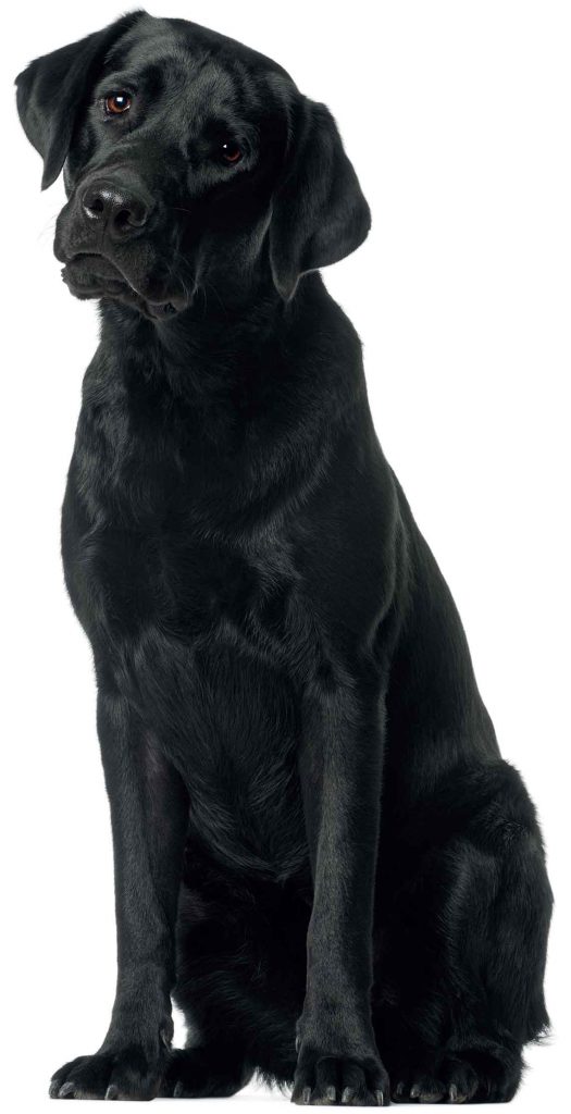 black-lab