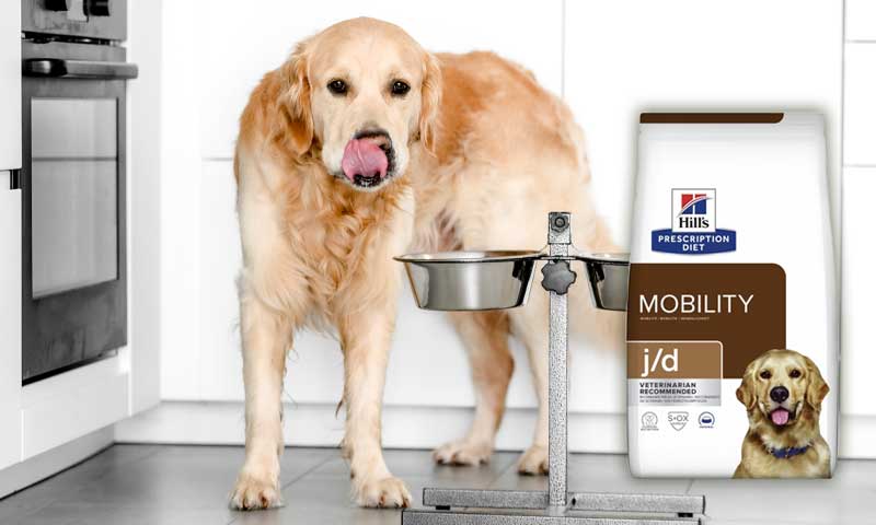 Hill's science outlet diet golden retriever