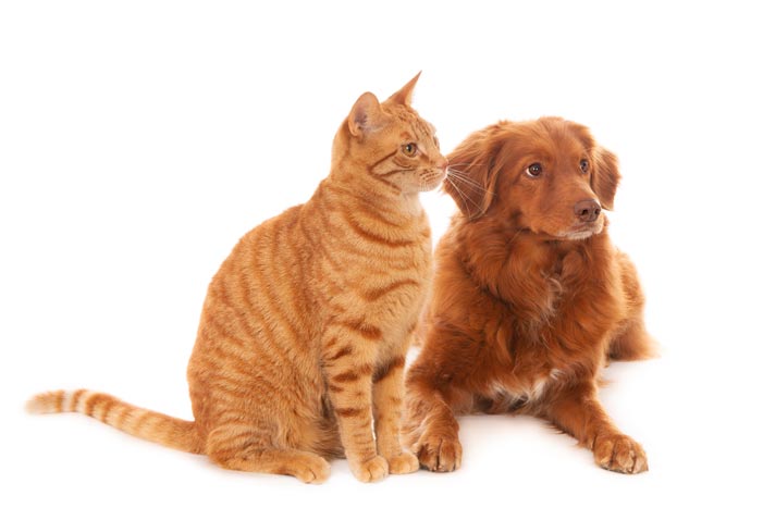 isolated-shot-retriever-dog-ginger-cat-front-white-surface-looking-right