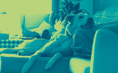 Win a telescoping dog ramp - 2