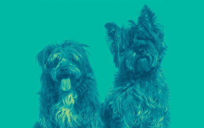 Working-with-your-vet-thumbnail