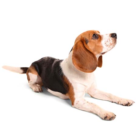 doglookingup-whiteBG