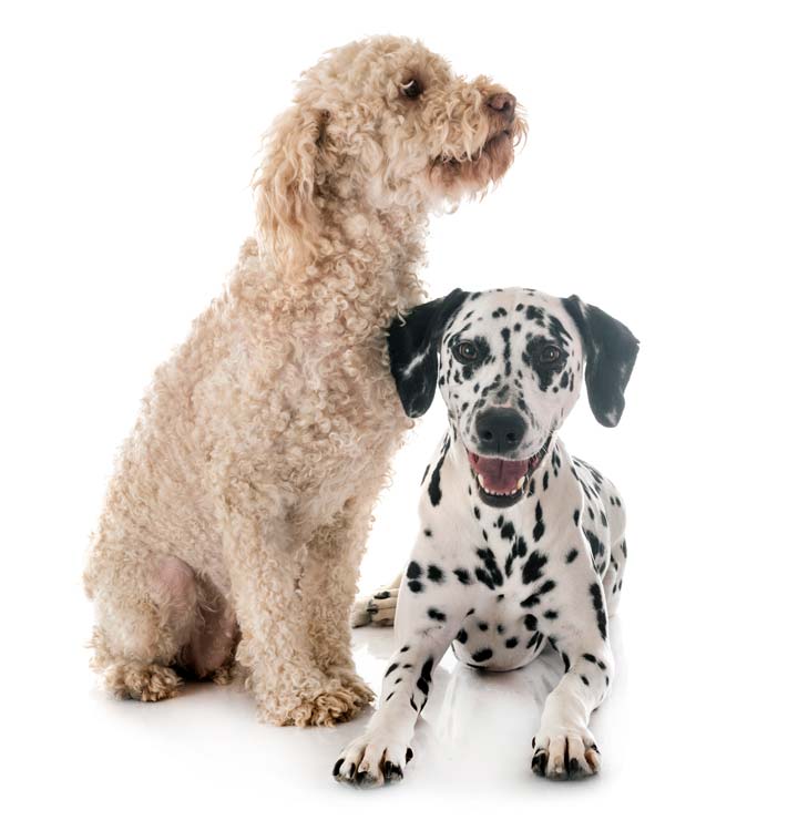2dog-white-background