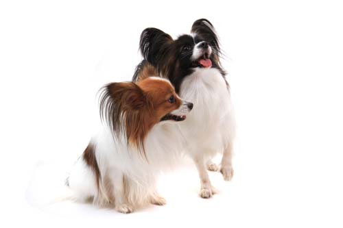 twosmall-dogs-white-background
