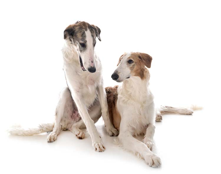 young-borzois-front-white-background