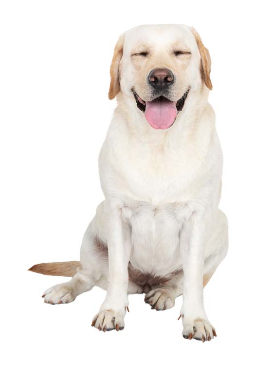 cute-png-dog-sticker-labrador-retriever-collage-element-transparent-background