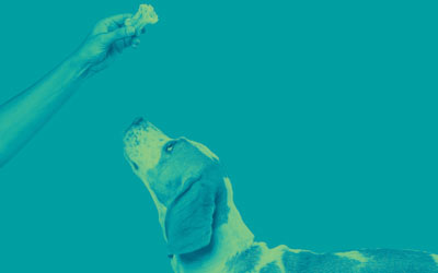 thumbnail_weightloss-pack