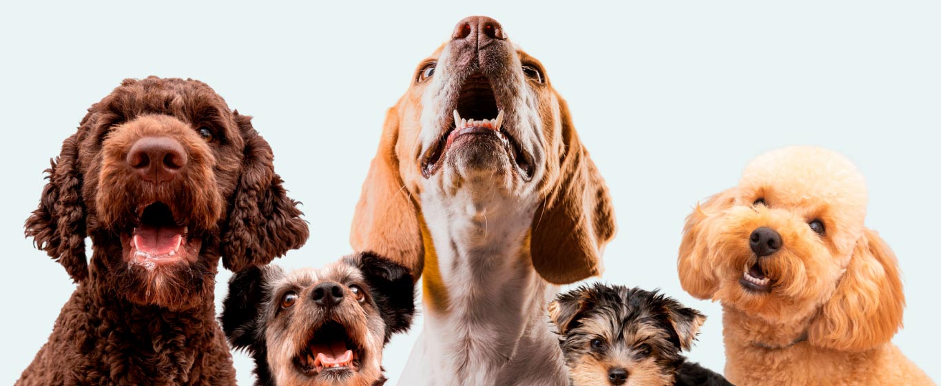 dog-background-network