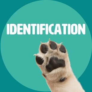 IDENTIFICATION
